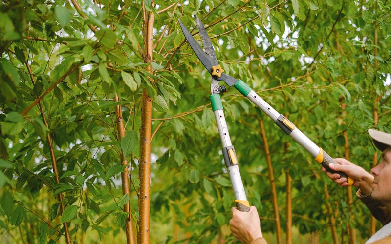 Tree trimming in Minatare, NE